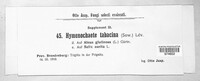 Hydnoporia tabacina image